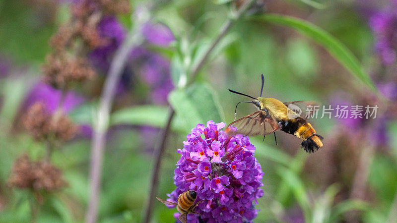 金银花狮身人面像(Hemaris diffinis)，雪莓清。